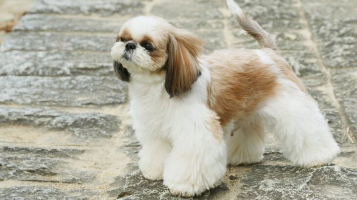 『皮膚が弱い』犬種6選　炎症やトラブルの原因や飼い主がすべきケアとは？(ブログ)