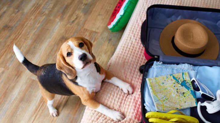犬の飼い主が感じる『苦労』5選　可愛いだけじゃない現実や迎える前に心得ておくべきことまで(ブログ)