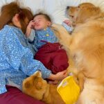 『もう寝るところだよ』と犬たちに伝えたら、ママの近くで…とんでもなく尊い『寝る前の大集合』が30万再生「幸せの渋滞」「まさに川の字」(ブログ)