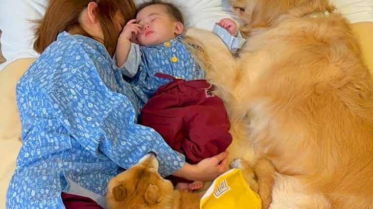 『もう寝るところだよ』と犬たちに伝えたら、ママの近くで…とんでもなく尊い『寝る前の大集合』が30万再生「幸せの渋滞」「まさに川の字」(ブログ)