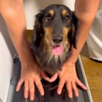 『プリンターの上に犬を乗せてコピーしてみた』結果…印刷された『可愛すぎる姿』が78万再生「待ってる顔が最高」「いいアイデア」と絶賛(ブログ)