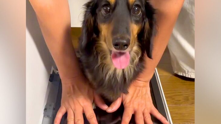 『プリンターの上に犬を乗せてコピーしてみた』結果…印刷された『可愛すぎる姿』が78万再生「待ってる顔が最高」「いいアイデア」と絶賛(ブログ)