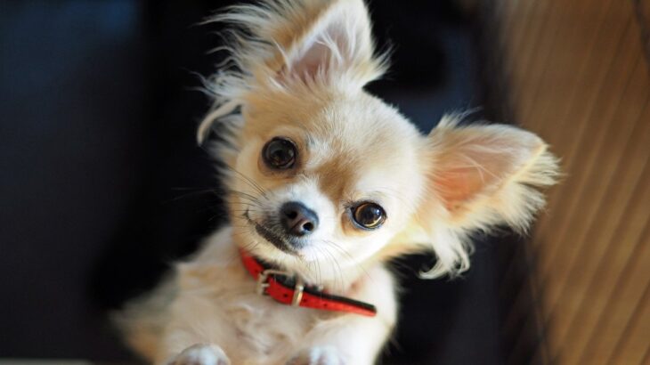 犬は『飼い主の顔』を認識しているの？どれくらい距離が離れたらわからなくなる？(ブログ)