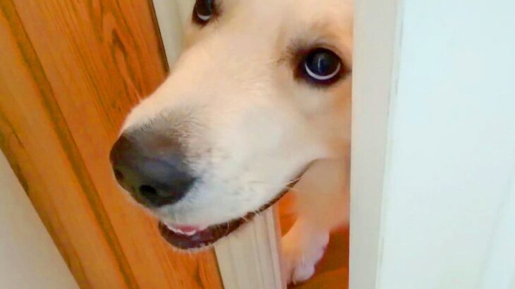 部屋を出ようとドアを開けたら、大型犬が…ストーカーすぎる『必ず待ち伏せしている光景』に悶絶の声「笑顔で最高」「もはや狂気ｗ」と3万再生(ブログ)