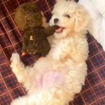 『こんなにも小さくてコロコロしてた赤ちゃん犬が…』大きくなっても変わらない『1年後の姿』が14万再生「寝相がｗ」「マイペースで可愛い」(ブログ)