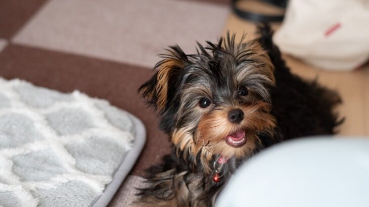犬の『目線』から読み取れる心理5つ　愛犬との絆を深める方法から注意点まで解説(ブログ)