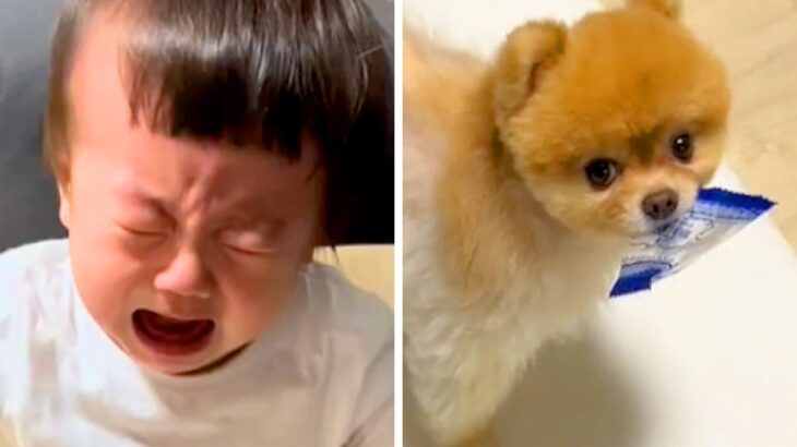 赤ちゃんが『お菓子の袋』を犬に強奪され、取り戻そうとした結果…無慈悲すぎる『まさかの結末』が371万再生「勝ち誇ってて草」「大人げなｗ」(ブログ)