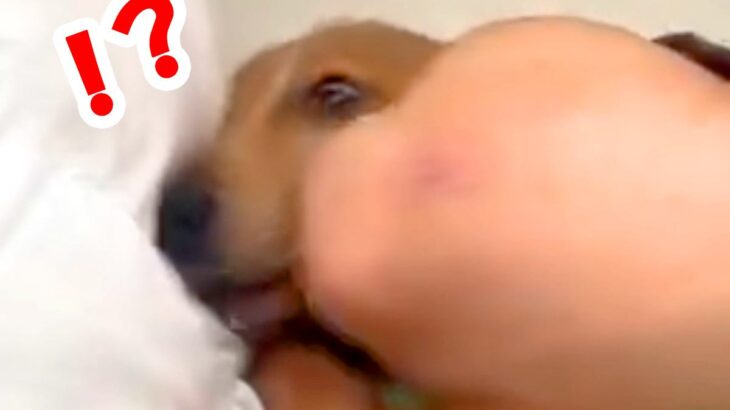パパの隣で寝ていた犬が、翌朝起きたら…想定外だった『まさかの悲劇と可愛すぎる反応』が153万再生「エルボーで草」「でも嫌そうじゃないｗ」(ブログ)