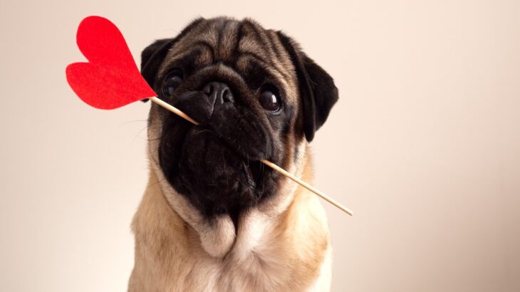 飼い主のことが好きすぎる犬の特徴７選　愛犬が信頼している人にみせる態度や行動とは？(ブログ)