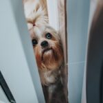 愛犬がお風呂を覗いてくるときの心理5選　伝えたいことがある？より愛おしくなる理由とは(ブログ)