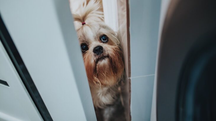愛犬がお風呂を覗いてくるときの心理5選　伝えたいことがある？より愛おしくなる理由とは(ブログ)