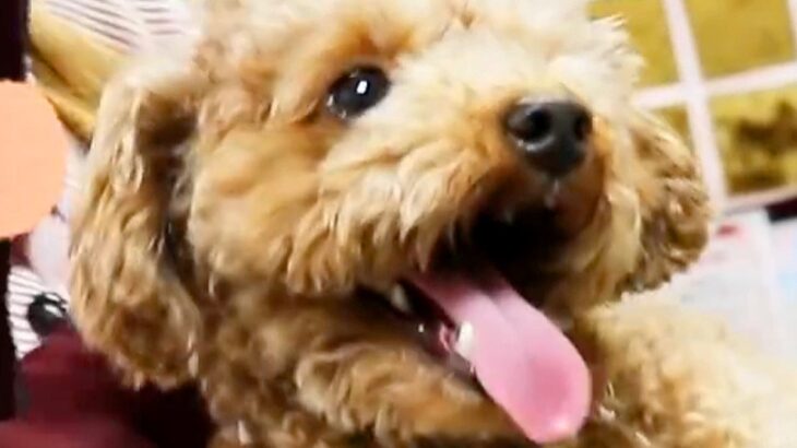 犬が『トリミングサロンのお姉さんに恋をした』結果…再会で見せた『想像以上の大興奮』が64万再生「喜び方可愛すぎ」「ニヤニヤ止まらんｗ」(ブログ)