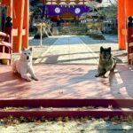 神社で活躍する『みちびきのご神犬』…神様に奉納された『紀州犬の親子』が神々しすぎると75万表示「凛々しくて素敵」「日本の宝」と話題に(ブログ)