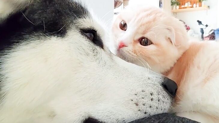 急遽、子猫が初めての病院へ→心配した大型犬が…まさかの『そばを離れない光景』が泣けてくると66万再生「優しすぎる」「お利口さん」と感動(ブログ)