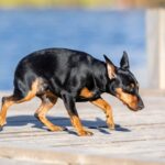 犬が発症してしまう『レッグペルテス病』とは　3つの主な症状から飼い主にできることまで(ブログ)