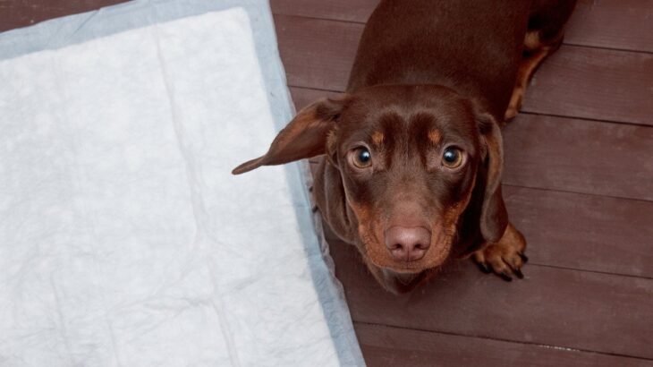犬が『トイレを失敗してしまう』理由7選　排泄がうまくできない要因や成功させるコツまで(ブログ)