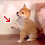 お兄ちゃんを毎日観察していた赤ちゃん犬が、真似をして…あまりにも尊い『まさかの光景』が103万再生「全員可愛い」「原理分かってなくて草」(ブログ)