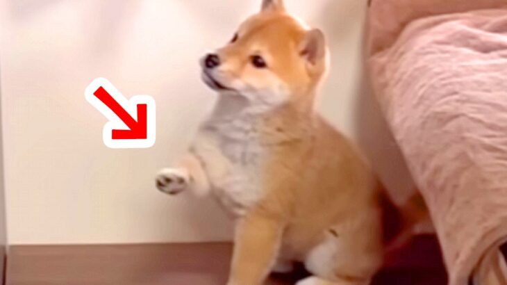 お兄ちゃんを毎日観察していた赤ちゃん犬が、真似をして…あまりにも尊い『まさかの光景』が103万再生「全員可愛い」「原理分かってなくて草」(ブログ)