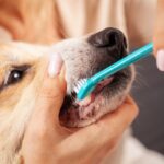 犬の『歯周病』サイン5選　症状が悪化しているときに見られる状態や治療法まで(ブログ)