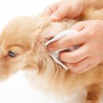 犬にNGな『過剰なお世話』5選　愛犬の寿命を縮める飼い主のやりすぎ行為とは？(ブログ)
