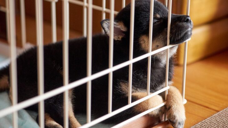 初めて犬を迎えるときにやりがちなミス5つ 　病気や怪我に繋がるかも？注意すべきポイントまで解説(ブログ)