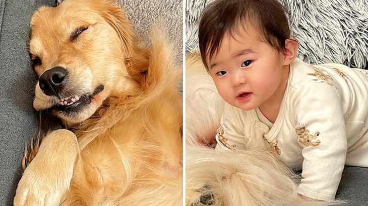 『自分を犬だと思っている赤ちゃん』と『自分を人間だと思っている大型犬』…可愛すぎる光景が26万再生「犬といるとワンコ化するのか」「面白いｗ」(ブログ)