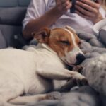 愛犬があなたから離れようとしない心理５つ　病気の可能性や症状、飼い主にできることまで(ブログ)
