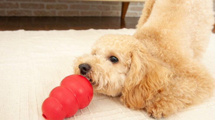 『分離不安症』の犬がみせる症状5選　なりやすい犬の特徴や改善方法まで(ブログ)