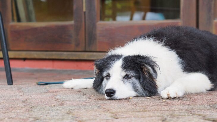 犬が『自信喪失している』ときに見せるサイン5選　飼い主ができるフォローや勇気づける方法まで(ブログ)