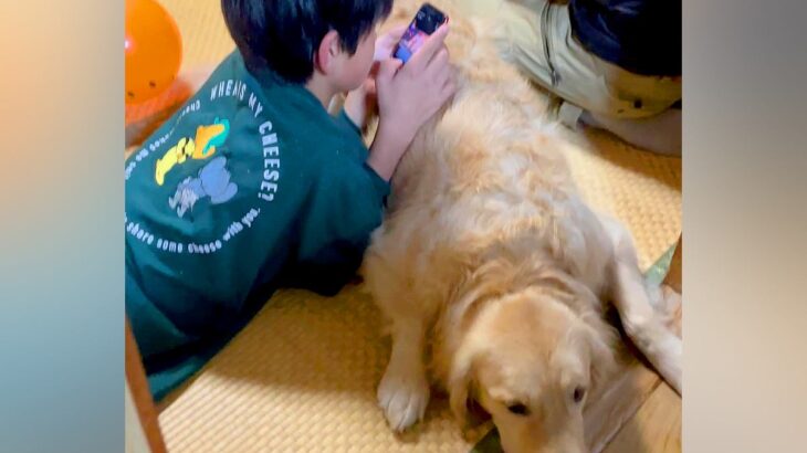 大晦日、実家に来た甥っ子たちに『大型犬を見せた』結果…一瞬で受け入れる『尊い光景』が11万再生「わちゃわちゃ可愛い」「相手してて優しい」(ブログ)