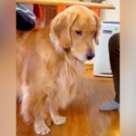 赤ちゃんが『大型犬のご飯入れ』で遊んでいたら…感情が分かりやすすぎる『不安そうな光景』が196万再生「感情ダダ漏れ」「オドオドしてて草」(ブログ)