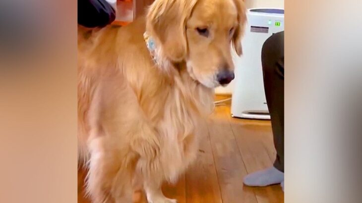 赤ちゃんが『大型犬のご飯入れ』で遊んでいたら…感情が分かりやすすぎる『不安そうな光景』が196万再生「感情ダダ漏れ」「オドオドしてて草」(ブログ)