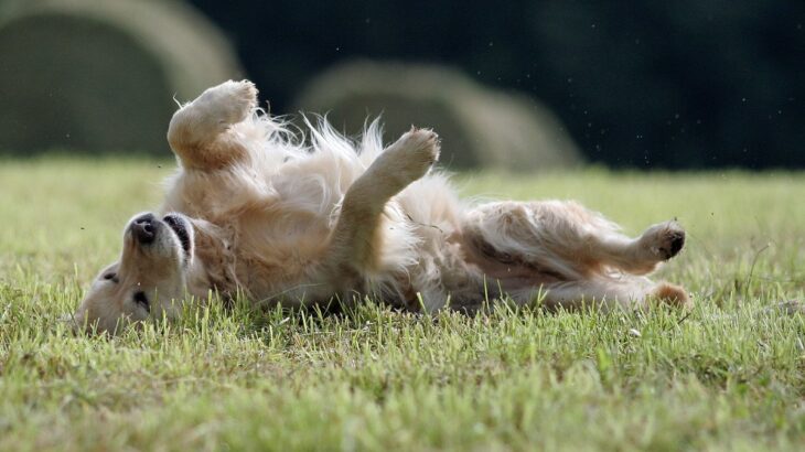 犬がやりがちな『意味不明な行動』3つ　不思議な仕草をみせる心理から習性まで解説(ブログ)