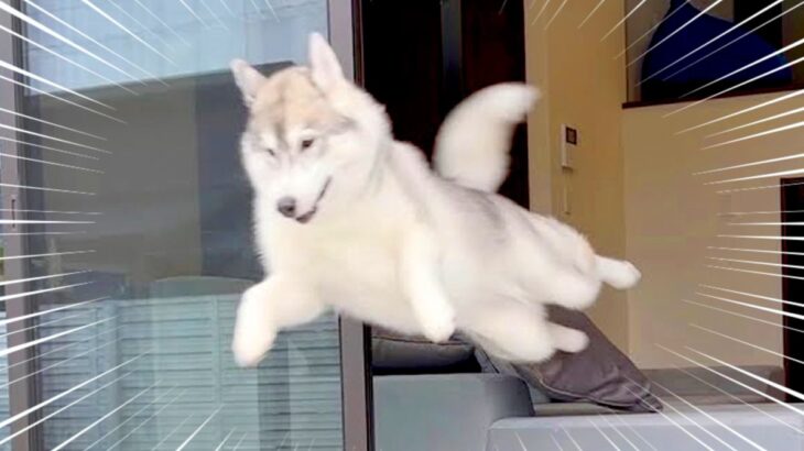 『新しいお部屋』を与えられたら、大型犬が…思った以上の大喜びで見せた『まさかの行動』が43万再生「空飛んでて草」「ジャンプ力すごいｗ」(ブログ)
