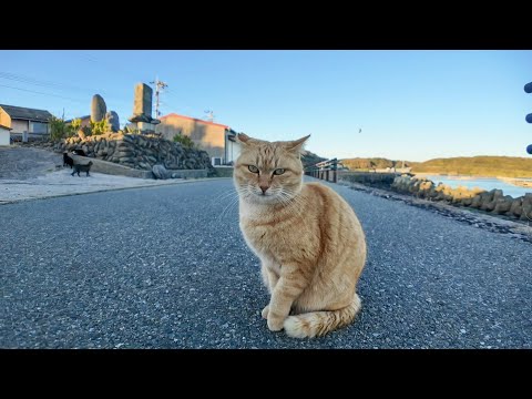 夕方の海沿いの道にいた茶トラ猫を撫でる(YouTube)