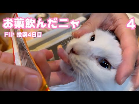 お薬ちゃんと飲めるニャン  FIP投薬4日目 セナ   2025 01 30 2(YouTube)