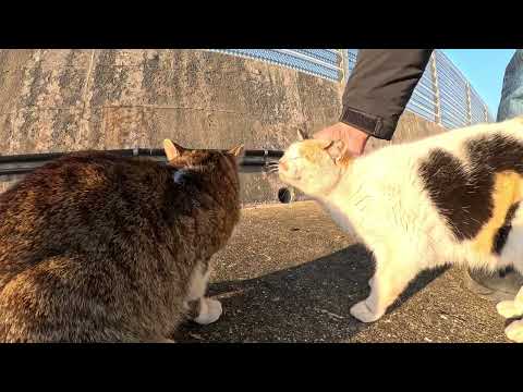 幸せを呼ぶハートマークの三毛猫ちゃんがナデナデを要求してきた(YouTube)