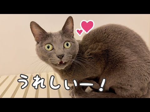年始から大好きな娘に甘えまくるハムちゃん！(YouTube)