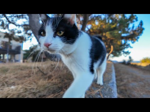 帰る時どこまでも付いてくるハチワレ猫ちゃん(YouTube)