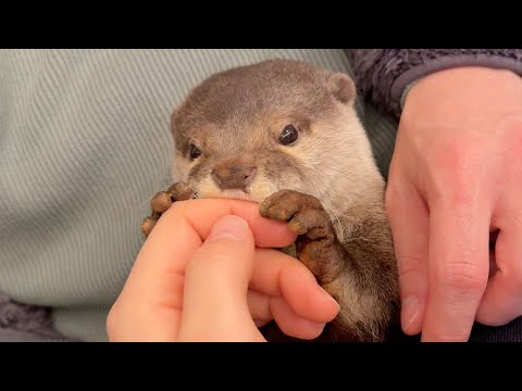 家族から好かれすぎてもみくちゃにされるカワウソ Otter too well-liked by his family.(YouTube)