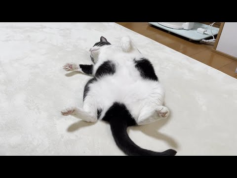 野生なんかとっくの昔に忘れてグデ寝する猫(YouTube)