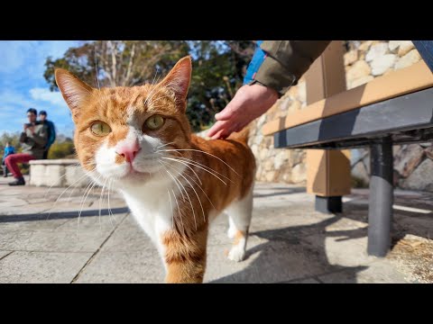 ツーリング途中で立ち寄った公園で出会った猫可愛い(YouTube)