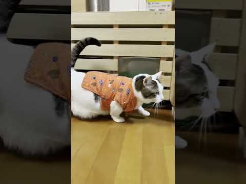 年々ちゃんちゃんこが小さくなってない？(YouTube)