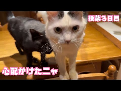 心配かけたニャ セナ FIP投薬3日目  2025 01 29 1(YouTube)