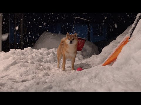 柴犬、久々の雪に大はしゃぎ！翌朝天使すぎる二度寝姿を見せました。(YouTube)