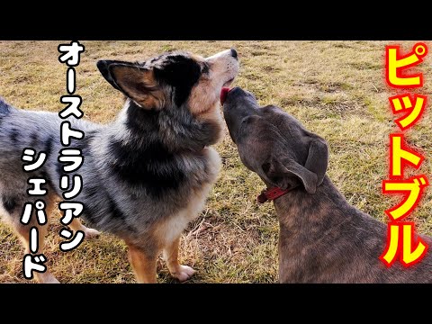 ピットブル VS オーストラリアンシェパードMIXの末路(YouTube)