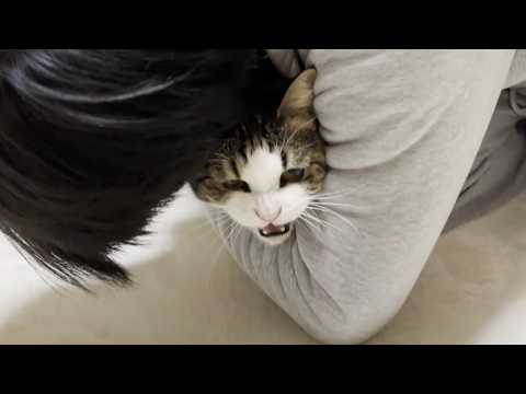 オッサンにギューって抱き着かれて「ギャー！」ってなる猫(YouTube)