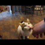 カフェでコーヒー飲んでたら猫入ってきた(YouTube)