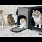 家に帰ろうとしたら年末年始一緒に過ごした猫たちが別れ際にこうなっちゃいました…(YouTube)
