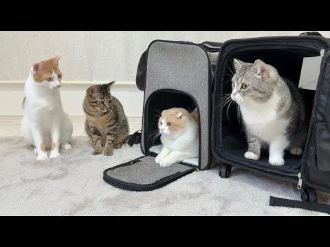 家に帰ろうとしたら年末年始一緒に過ごした猫たちが別れ際にこうなっちゃいました…(YouTube)